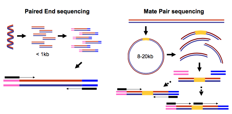 Diagram of paired-end and mate-pair sequencing data